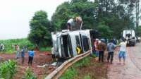 No Paraná caminhão carregado com porcos é saqueado após tombar na estrada