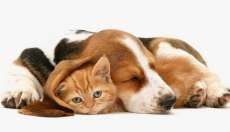 Conheça as doenças mais comuns em cães e gatos
