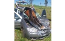 Cavalo para dentro de ve&iacute;culo ap&oacute;s ser atropelado