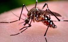 Cuidados com o 'Aedes aegypti' nas f&eacute;rias
