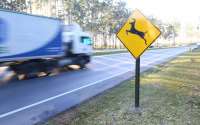 Rodovias do Paraná estão entre as mais perigosas para os animais