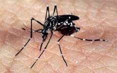 Casos de chikungunya devem voltar a subir neste ano