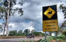 Projeto quer garantir circula&ccedil;&atilde;o de animais nas estradas brasileiras e evitar atropelamentos
