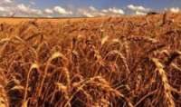 Laranjeiras - Coprossel realiza dia de campo para produtores de trigo