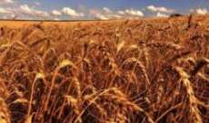 Laranjeiras - Coprossel realiza dia de campo para produtores de trigo