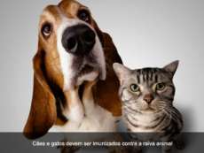 Palmital - Prefeitura incentiva vacina&ccedil;&atilde;o contra raiva para c&atilde;es e gatos