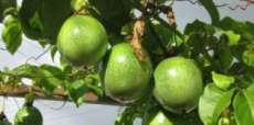 Cand&oacute;i - Produtores rurais de Reserva do Igua&ccedil;u fazem visita em busca de novas tecnologias