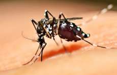 Primeira grande epidemia de zika no mundo acontece no Brasil, diz infectologista