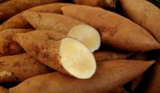 Batata yacon &eacute; boa op&ccedil;&atilde;o para diab&eacute;ticos e aliada no emagrecimento. Confira!