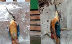 Padre encontra p&aacute;ssaros preservados em blocos de gelo