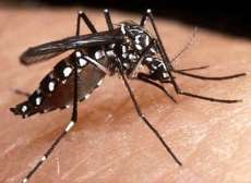 Vacina contra a dengue mostra efic&aacute;cia de 88% em casos hemorr&aacute;gicos