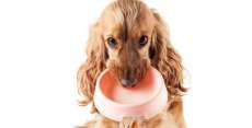 Alimentos proibidos para os Pets