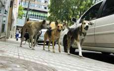 Agosto &eacute; o m&ecirc;s do cachorro louco s&oacute; nas lendas