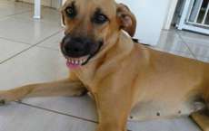 Cachorra acha dentadura, coloca na boca e quase mata o dono de rir