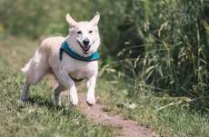 5 dicas para os pets curtirem o ver&atilde;o