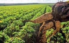 Cand&oacute;i - Agricultores familiares s&atilde;o contemplados com programa Fam&iacute;lia Paranaense
