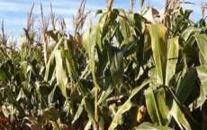 Paran&aacute; &eacute; destaque em n&uacute;meros na agricultura
