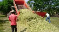 Espig&atilde;o Alto - Prefeitura auxilia agricultores na realiza&ccedil;&atilde;o de silagem