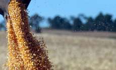 Produ&ccedil;&atilde;o de gr&atilde;os no ver&atilde;o vai ter crescimento de 10%, no Paran&aacute;&rlm;