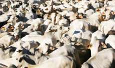 Paran&aacute; poder&aacute; exportar carne bovina para os Estados Unidos