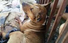 C&atilde;o &eacute; pendurado pelas pernas e desesperado come a pr&oacute;pria pata em Curitiba