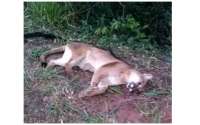 Virmond - Onça é encontrada morta as margens da BR-277