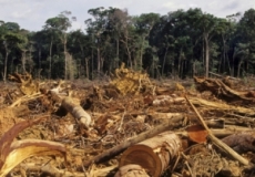 C&oacute;digo Florestal Brasileiro: Existe como conciliar a preserva&ccedil;&atilde;o dos ecossistemas e o agroneg&oacute;cio?