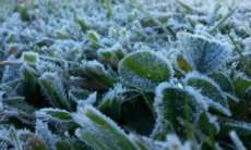 Paran&aacute; - Ter&ccedil;a amanhece fria com temperaturas negativas e geada