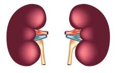 Doen&ccedil;a renal cr&ocirc;nica atinge 1 em cada 10 pessoas