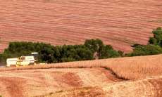Paran&aacute; amplia a &aacute;rea plantada e safra de trigo pode dobrar neste ano