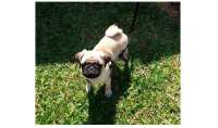Guaraniaçu - Procura-se um cachorrinho da raça Pug