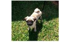 Guarania&ccedil;u - Procura-se um cachorrinho da ra&ccedil;a Pug