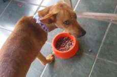 Cachorra teve perna amputada ap&oacute;s ser baleada