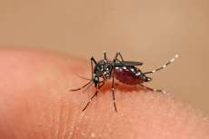 Quedas - Jacar&eacute; decreta estado de alerta contra a dengue