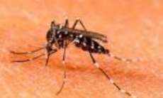 Paran&aacute; tem 10 munic&iacute;pios com alto risco para epidemia de dengue