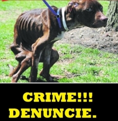 Eles n&atilde;o falam, mas ouvem e sentem. Maus tratos contra animais: DENUNCIE, voc&ecirc; deve!