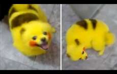 C&atilde;o &eacute; pintado para ficar igual ao Pikachu e gera revolta na web. Veja v&iacute;deo!