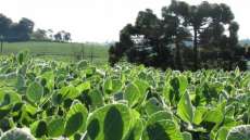 Agricultura familiar ter&aacute; cr&eacute;dito de R$ 21 bilh&otilde;es
