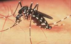 Paran&aacute; registra primeira morte por dengue