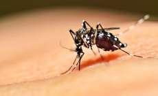 Casos de dengue no Paran&aacute; crescem 57% em uma semana