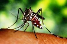 Secretaria de Sa&uacute;de confirma mais 73 casos de dengue no Paran&aacute;