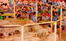 Cand&oacute;i - 39&ordf; Feira de Bezerros movimentou cerca de R$ 1,4 milh&atilde;o