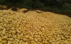 Toneladas de batatas s&atilde;o descartadas