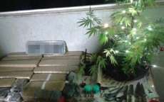 Pol&iacute;cia Militar apreende &aacute;rvore de Natal de maconha