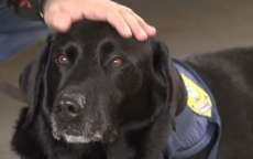 C&atilde;o farejador da PRF se aposenta com direito a festa de despedida em Curitiba