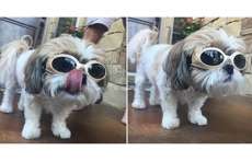C&atilde;ozinho que usa &oacute;culos por orienta&ccedil;&atilde;o m&eacute;dica faz sucesso na internet