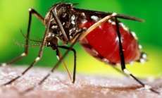 Rio Bonito - Munic&iacute;pio realiza arrast&atilde;o contra dengue
