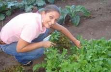 Aprenda um truque caseiro para livrar suas plantas e sua horta dos pulg&otilde;es sem usar venenos