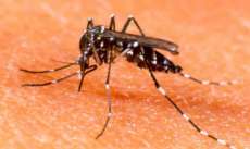 Mosquito Aedes aegypti