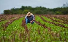 Governo Federal libera hoje recursos do Plano Safra 2017/2018